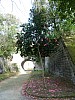 019 - Reggia di Caserta - Giardini