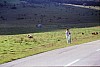 002 - Yugoslavia - Miky e Stefy con i cavalli