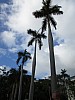 17 - Parque Central - Palma reale