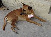 038 - Cani adottati dalla città