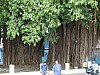 35 - Cienfuegos