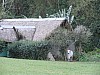 IMG_1950
