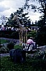 019 - Billund - Legoland - La giraffa