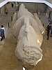 25 - Menfi - Museo - La colossale statua di Ramses II