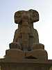 42 - Karnak - Tempio di Amon - Sfinge