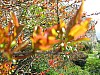 025 - Vigoleno - Fiori al percorso botanico
