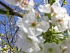 004 - Paderna - Fiori