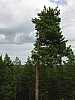 16 - Estonia - Rannametsa - Percorso naturalistico
