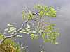 30 - Estonia - Rannametsa - Percorso naturalistico