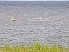 23 - Estonia - Tostamaa - barena - cigno