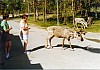 015 - Renne lungo la strada per Nordkapp