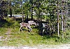 016 - Renne lungo la strada per Nordkapp