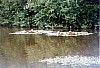 003 - Bretagna - Savenay - Scorci sul fiume
