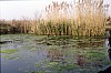 003 - Marano Lagunare - L'oasi