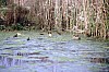 004 - Marano Lagunare - L'oasi