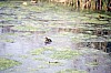 005 - Marano Lagunare - L'oasi