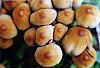 011 - Passariano - Parco naturalistico - Funghi