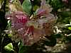 42 - Botanischer Volkspark Pankow