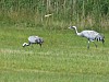 31 - Newstrelitz - Parco nazionale di Muritz