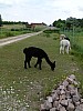 32 - Newstrelitz - Parco nazionale di Muritz