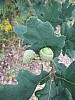 04 - Bio-riserva Schorfheide-Chorin