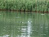 12 - Bio-riserva Schorfheide-Chorin