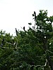 17 - Bio-riserva Schorfheide-Chorin
