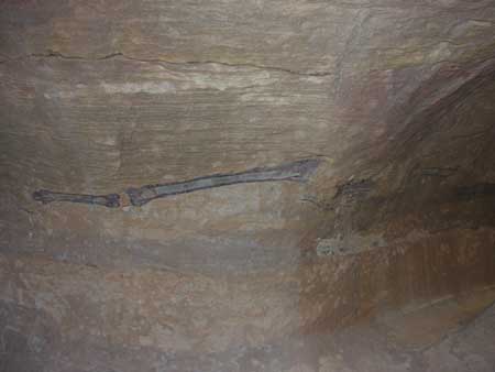 028 - Petra - Siq - Fossile