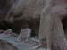 042 - Petra - Siq - Cammello e carovaniere