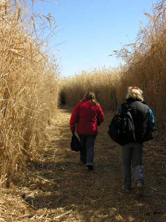 07 - Riserva naturale delle paludi di Azraq