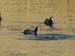 10 - Riserva naturale delle paludi di Azraq