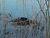 03 - Ciclabile sul Mincio