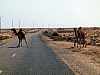 02 - Ritorno a Laayoune - Dromedari attraversano la strada