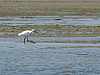 33 - Laguna di Moulay Bousselham