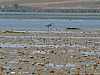 43 - Laguna di Moulay Bousselham