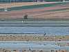 44 - Laguna di Moulay Bousselham