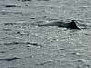 21 - Norvegia - Isole Vesteralen - Whalesafari - Primo capodoglio