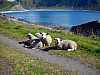 21 - Norvegia - Isole Lofoten - Haukland - Riserva naturale