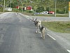 003 - Verso Repvag