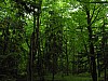 006 - Polonia - Bialowieza - Parco della foresta primordiale