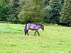 007 - Polonia - Bialowieza - Parco Palacowy - Cavallo tarpan