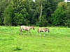 009 - Polonia - Bialowieza - Parco Palacowy - Cavalli tarpan