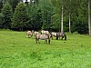 010 - Polonia - Bialowieza - Parco Palacowy - Cavalli tarpan