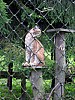 011 - Polonia - Bialowieza - Parco Palacowy - Lince