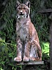 013 - Polonia - Bialowieza - Parco Palacowy - Lince