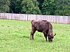016 - Polonia - Bialowieza - Parco Palacowy - Bisonte