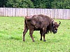 017 - Polonia - Bialowieza - Parco Palacowy - Bisonte