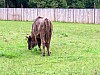 018 - Polonia - Bialowieza - Parco Palacowy - Bisonte