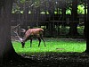 019 - Polonia - Bialowieza - Parco Palacowy - Cervo