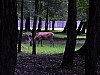 021 - Polonia - Bialowieza - Parco Palacowy - Cervo